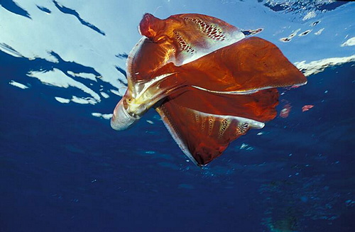 amazing and interesting facts - blanket octopus